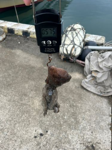 タコの釣果