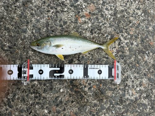ショゴの釣果