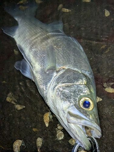 フッコ（ヒラスズキ）の釣果