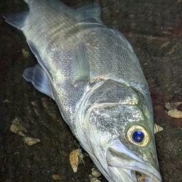 フッコ（ヒラスズキ）