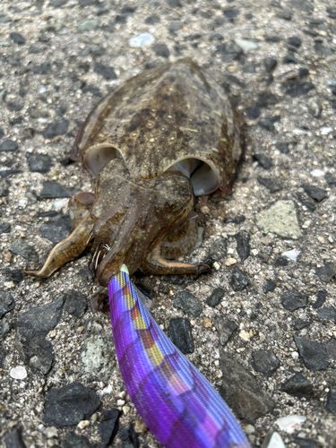コウイカの釣果