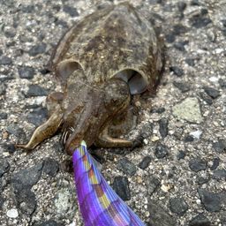 コウイカ