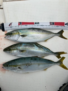 ハマチの釣果