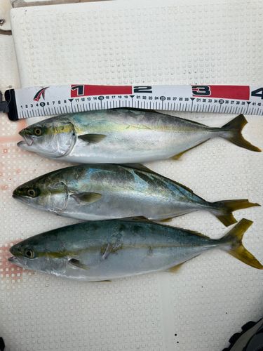 ハマチの釣果