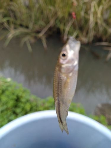 クチボソの釣果