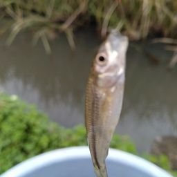 クチボソ
