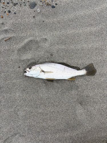 ニベの釣果