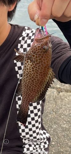 オオモンハタの釣果