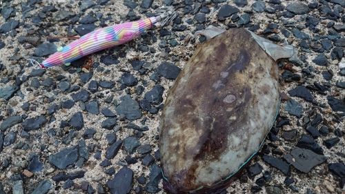 コウイカの釣果
