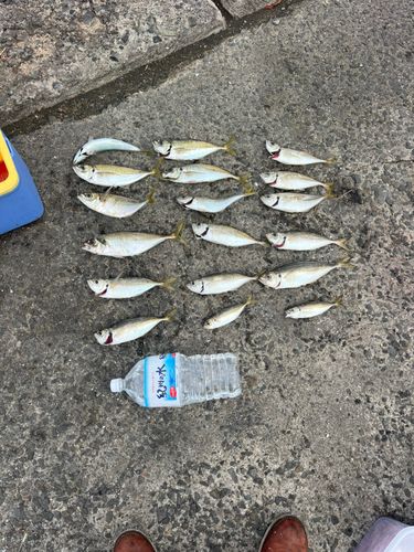 アジの釣果