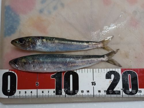 イワシの釣果