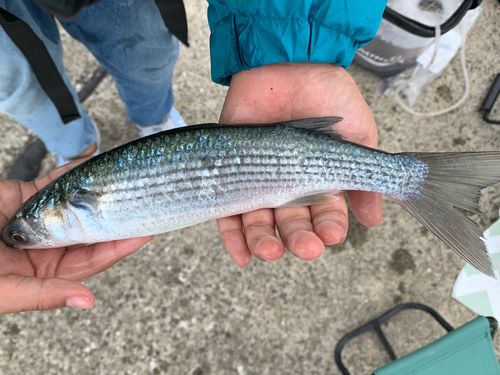 ボラの釣果
