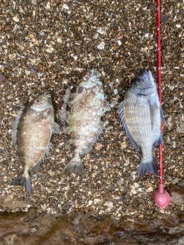 メイタの釣果