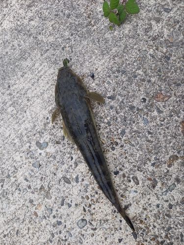 マゴチの釣果