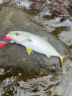 イナダの釣果