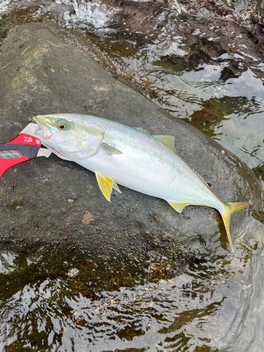 イナダの釣果