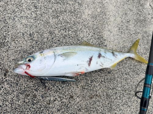 ツバスの釣果