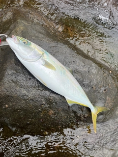 イナダの釣果