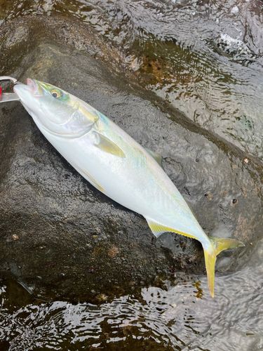 イナダの釣果