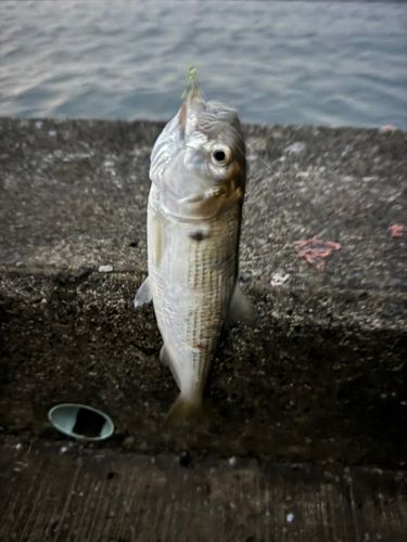 コノシロの釣果