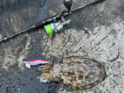 モンゴウイカの釣果