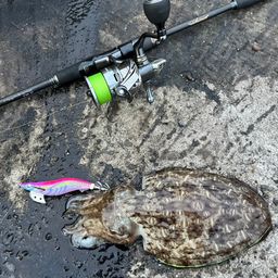 モンゴウイカ