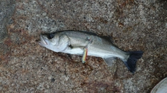 セイゴ(マルスズキ)の釣果