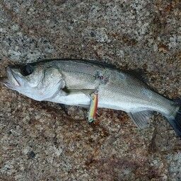 セイゴ(マルスズキ)