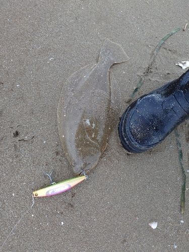 ソゲの釣果