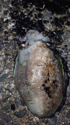 コウイカの釣果