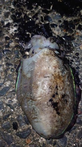 コウイカの釣果