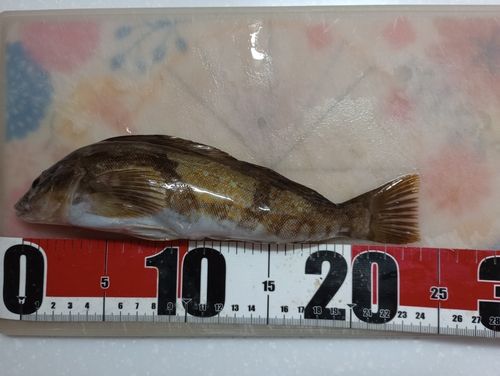アイナメの釣果