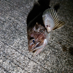 クロソイの釣果