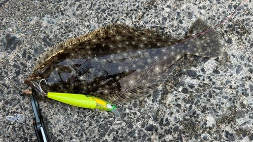 ソゲの釣果