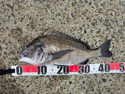 チヌの釣果