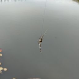 タナゴ
