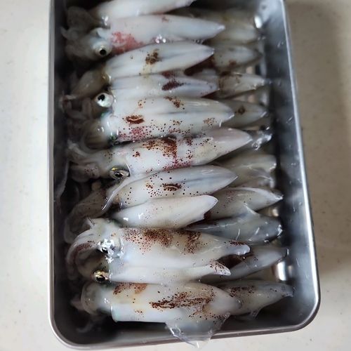 イカの釣果