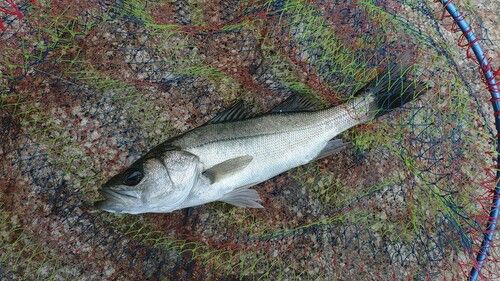 セイゴ(マルスズキ)の釣果