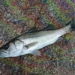 セイゴ(マルスズキ)