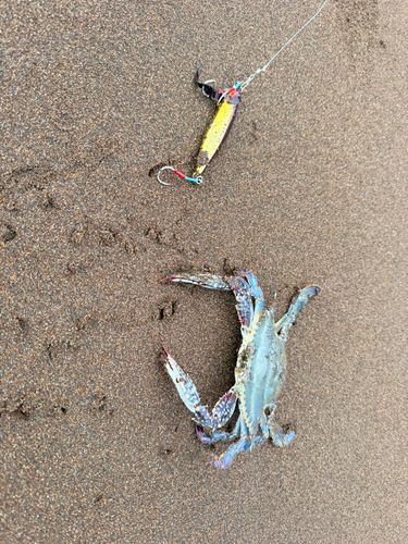 ワタリガニの釣果