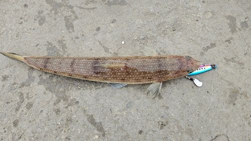 エソの釣果