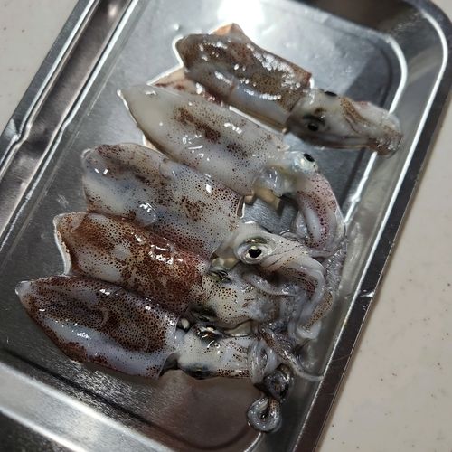 イカの釣果