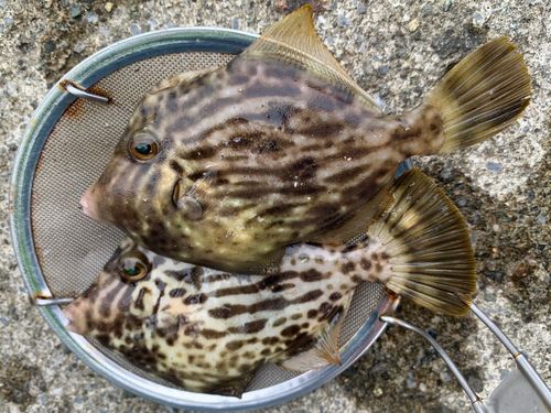 カワハギの釣果