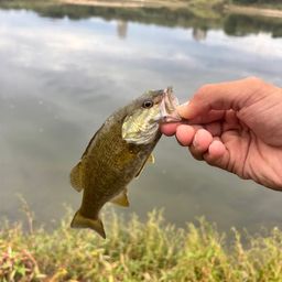 スモールマウスバス