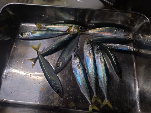 サバの釣果