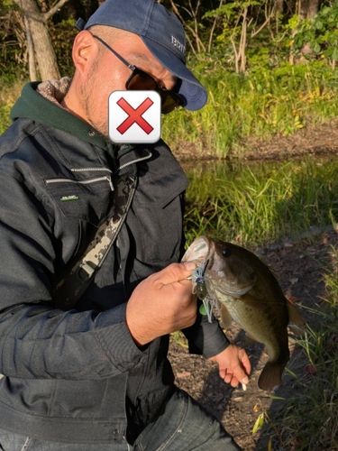 ラージマウスバスの釣果