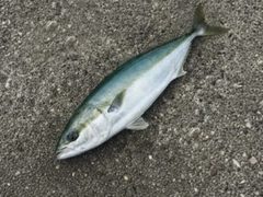 イナダの釣果