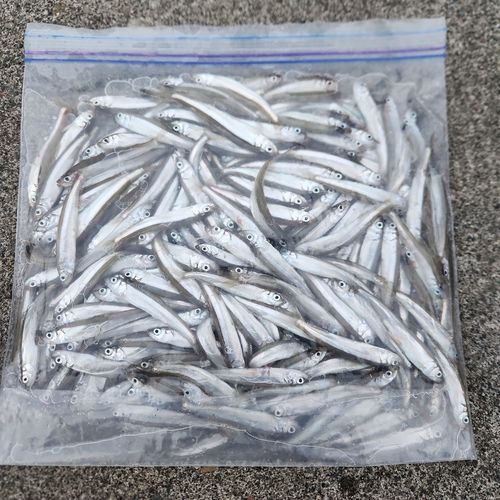 チカの釣果