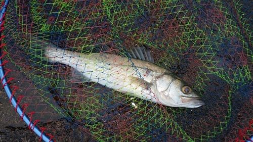 セイゴ（マルスズキ）の釣果