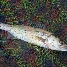 セイゴ(マルスズキ)